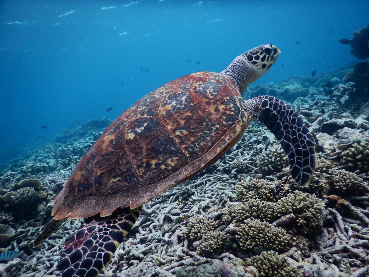 Отель Equa Reef Maldives Атолл Адду Экстерьер фото