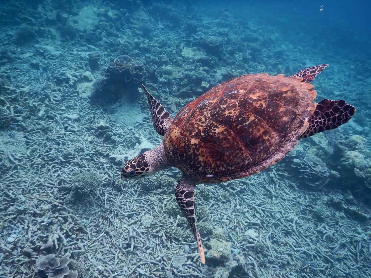 Отель Equa Reef Maldives Атолл Адду Экстерьер фото